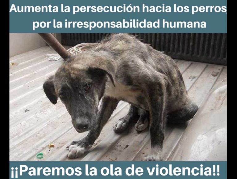 Matanzas de perros en Toluca y Metepec; autoridades lo toleran