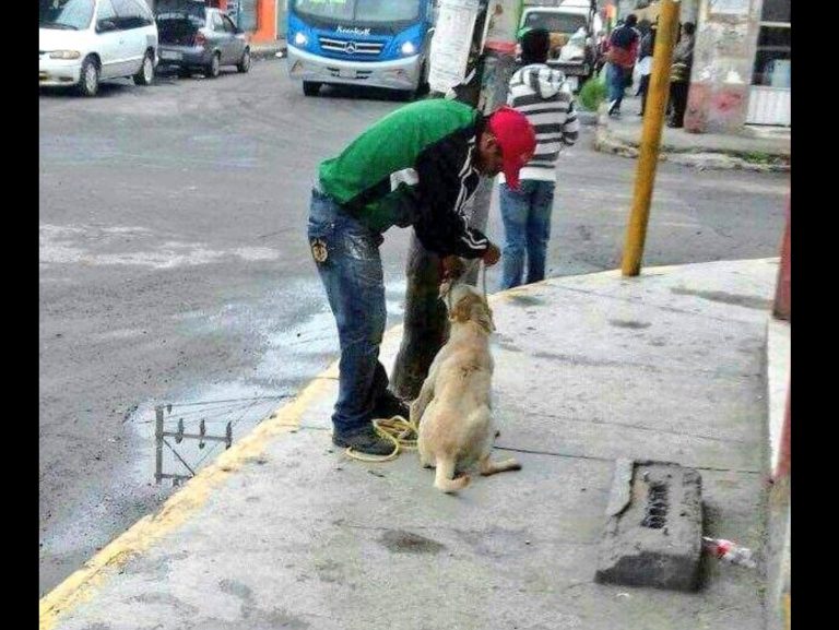 “Sin pies ni cabeza”, estrategia respecto a jaurías en Toluca
