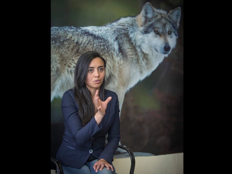 Contribuye UAEM a conservación del lobo gris mexicano