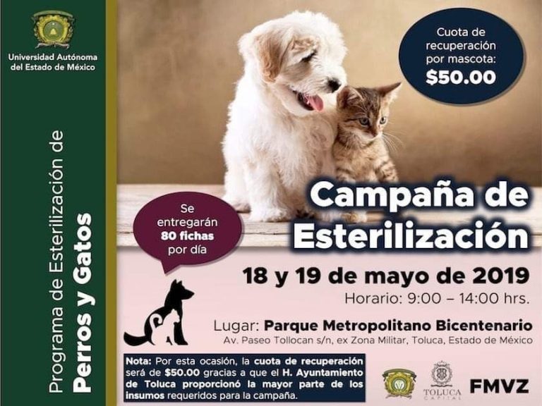 Arman Toluca y UAEM campaña de esterilización canina y felina