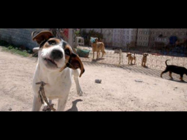 Anuncian “Día de Perros” en Toluca