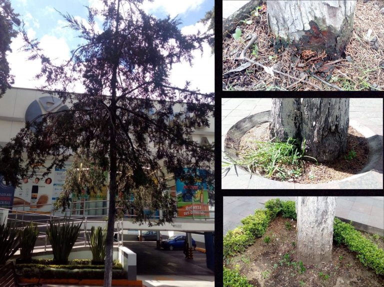 Investiga Toluca envenenamiento de árbol frente a farmacia