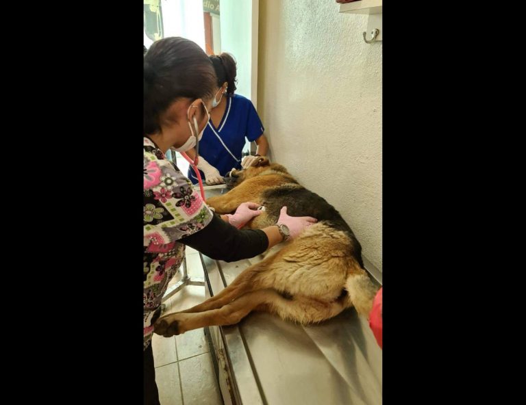 Desalmados envenenan perros al norte de Toluca