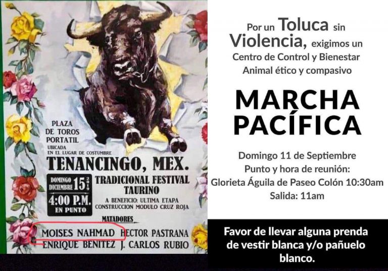 Enciende alerta animalista por arribo de torero a CCyBA Toluca