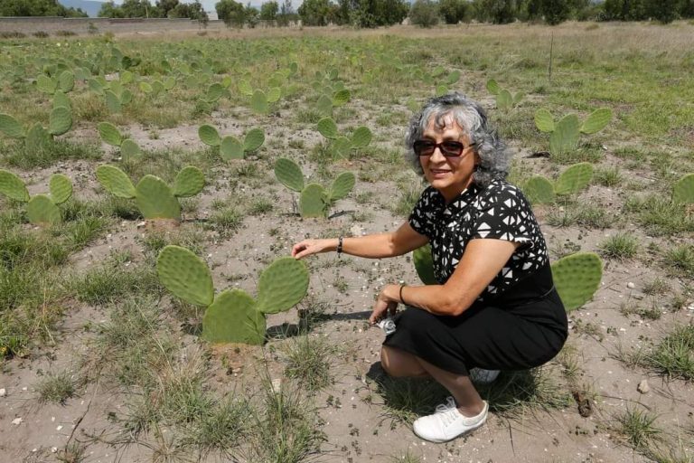 Huerto de nopal, laboratorio para estudiantes en Acolman UAEMéx