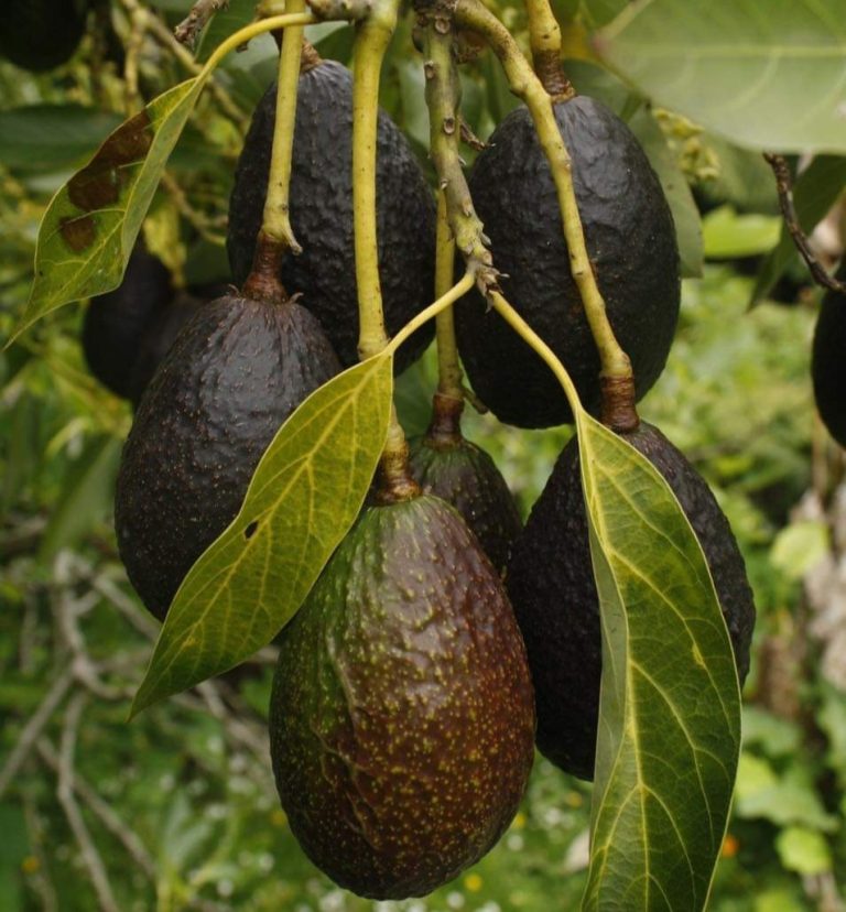 Hongo provoca pérdidas económicas en el cultivo de aguacate