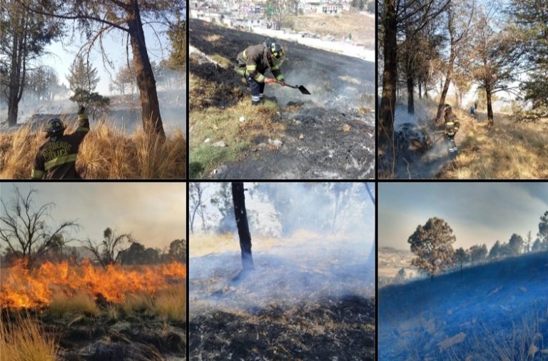 Irreversible, perdida de flora y fauna endémicas en Toluca