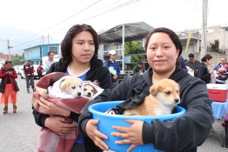 Refuerza Gobierno local acciones contra maltrato animal