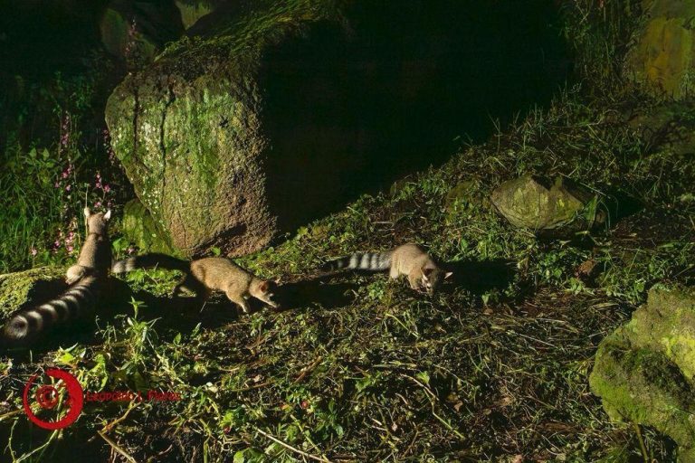 Nacen crías de cacomixtle en Ciudad Universitaria UAEMéx