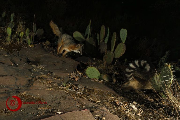Zorro gris y cacomixtle, encuentro inusual en Ciudad Universitaria UAEMéx