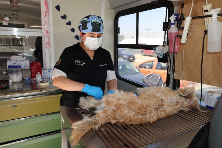 Esterilización animal, clave para enfrentar sobrepoblación de perros y gatos