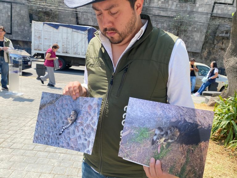 Salchichas con raticida en Calvario matan a Cacomixtles y gato